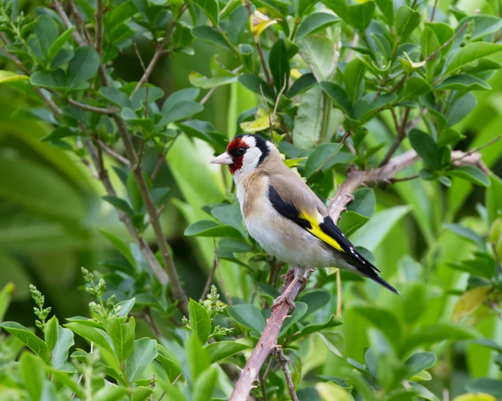 a bird is perched on the nch in a tree