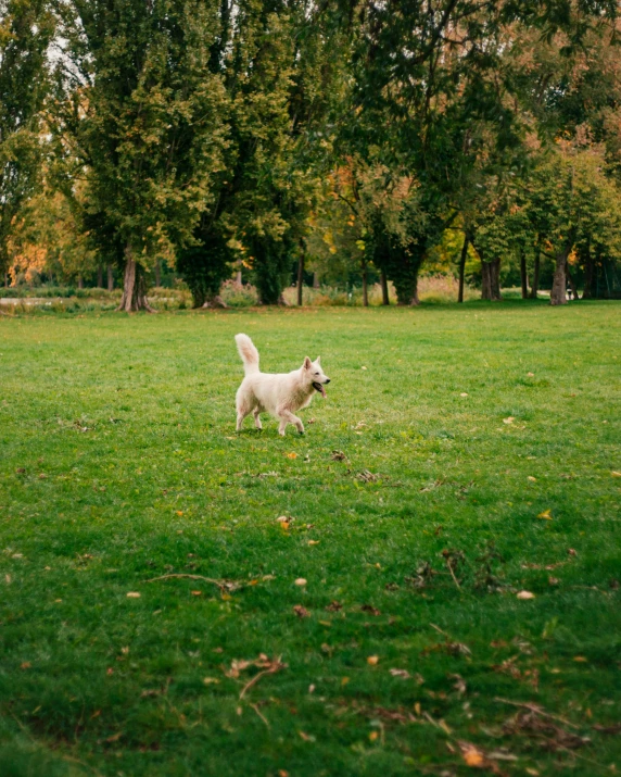 a white dog standing on a lush green field