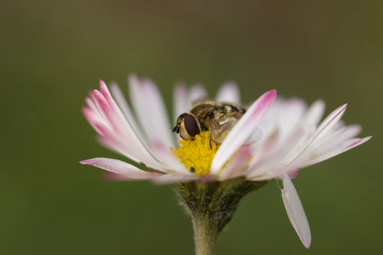 a honey on top of a small white and yellow flower