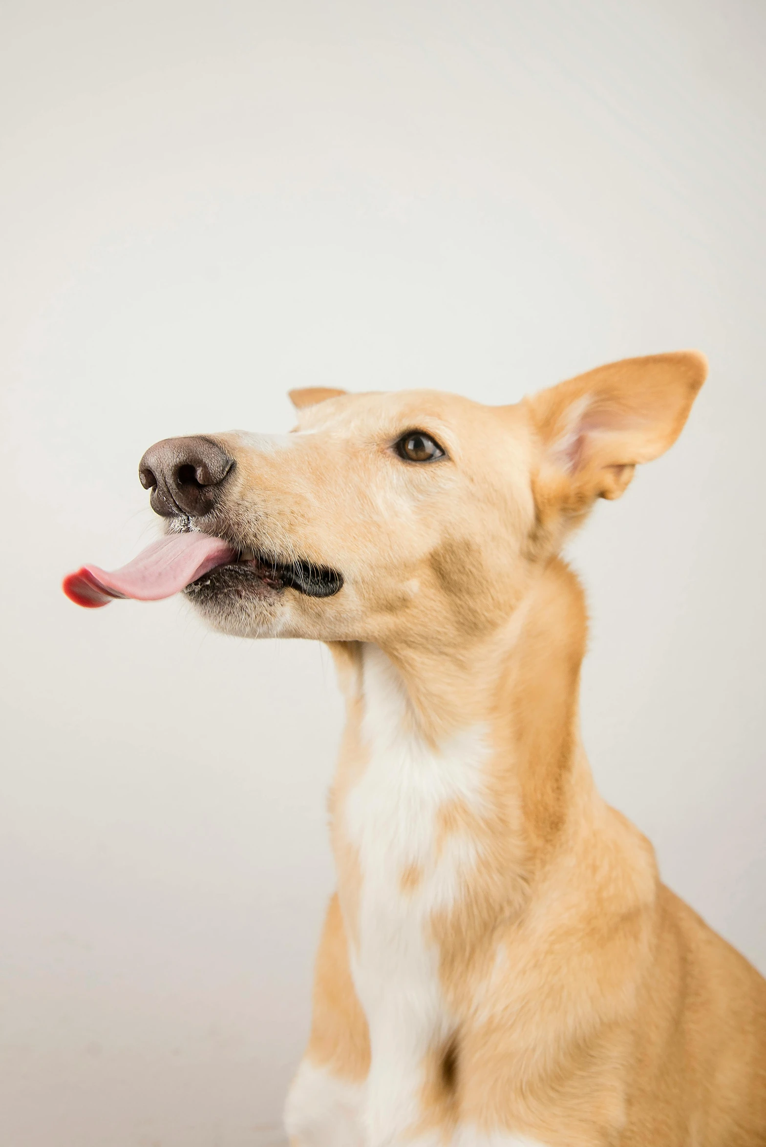 a dog looks up into the air with its tongue out