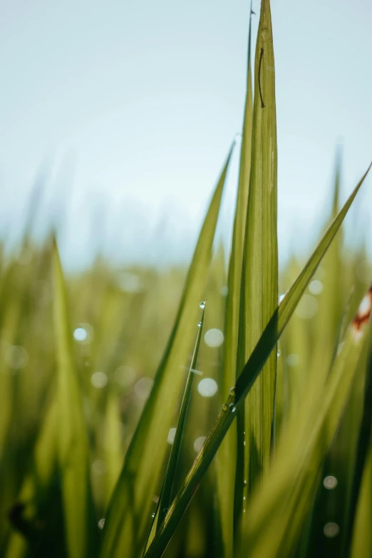 a grass blade and water droplets with blue sky in background