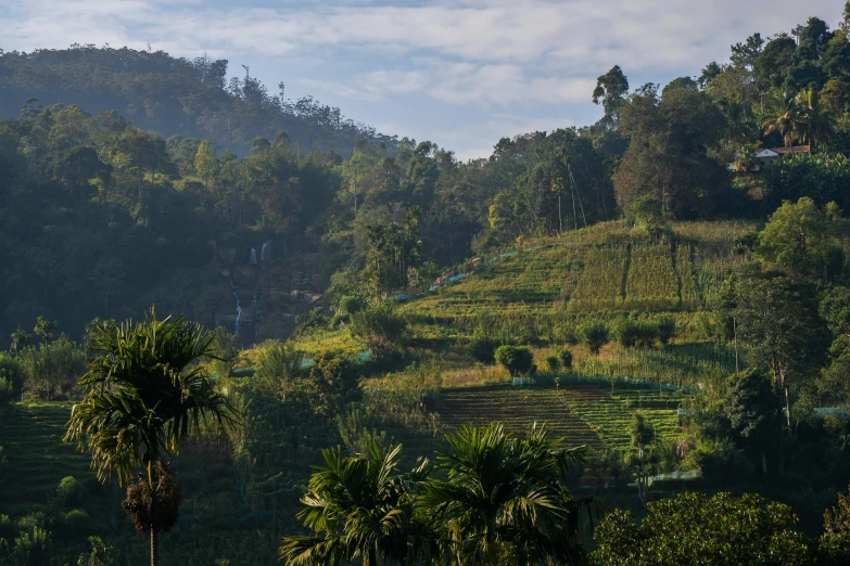 a grassy hillside with lots of green trees