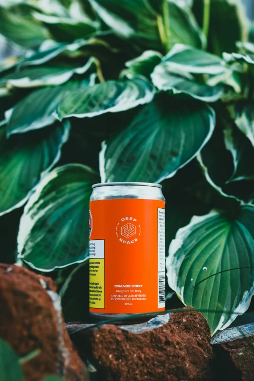 a can of beer is sitting in front of plants