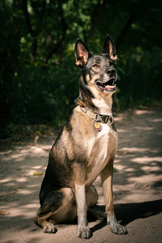 a close up of a dog with a collar and neck