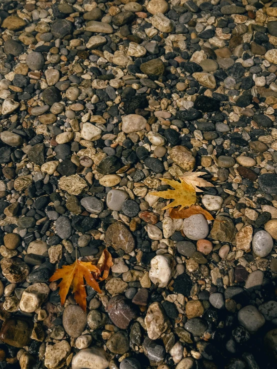 a leaf on the ground next to rocks and water