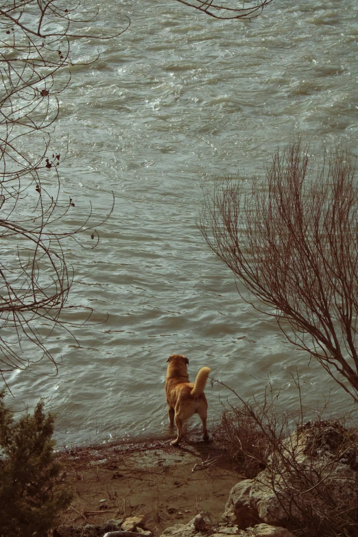 dog looking over river bank toward the water