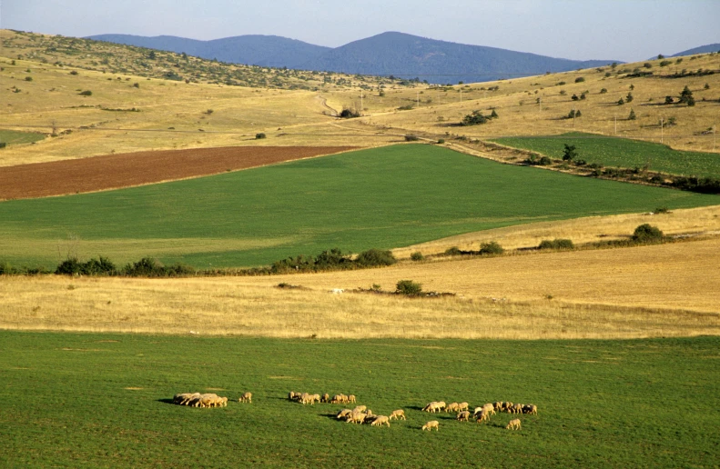 a bunch of sheep walking around the fields