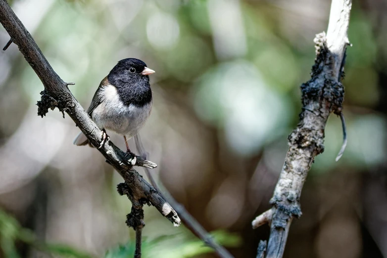 a small black and white bird sits on a nch