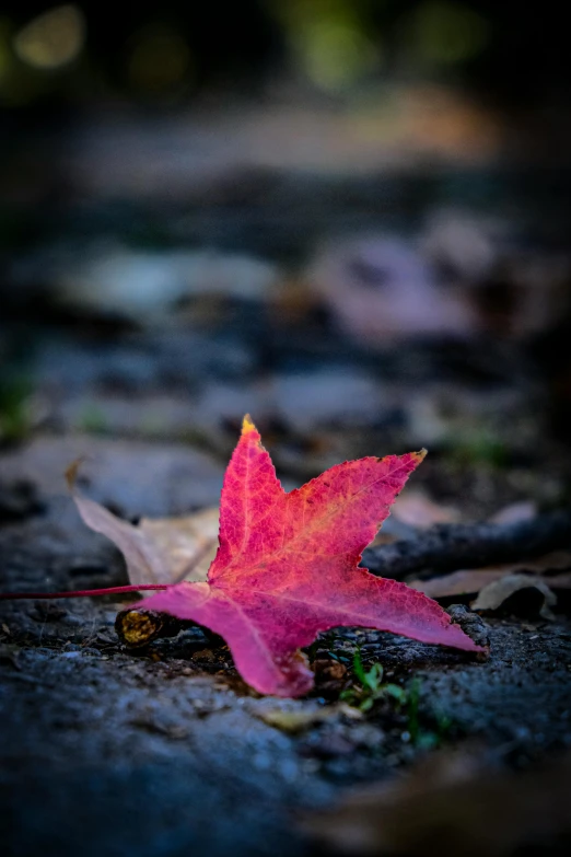 a pink leaf is sitting on the pavement