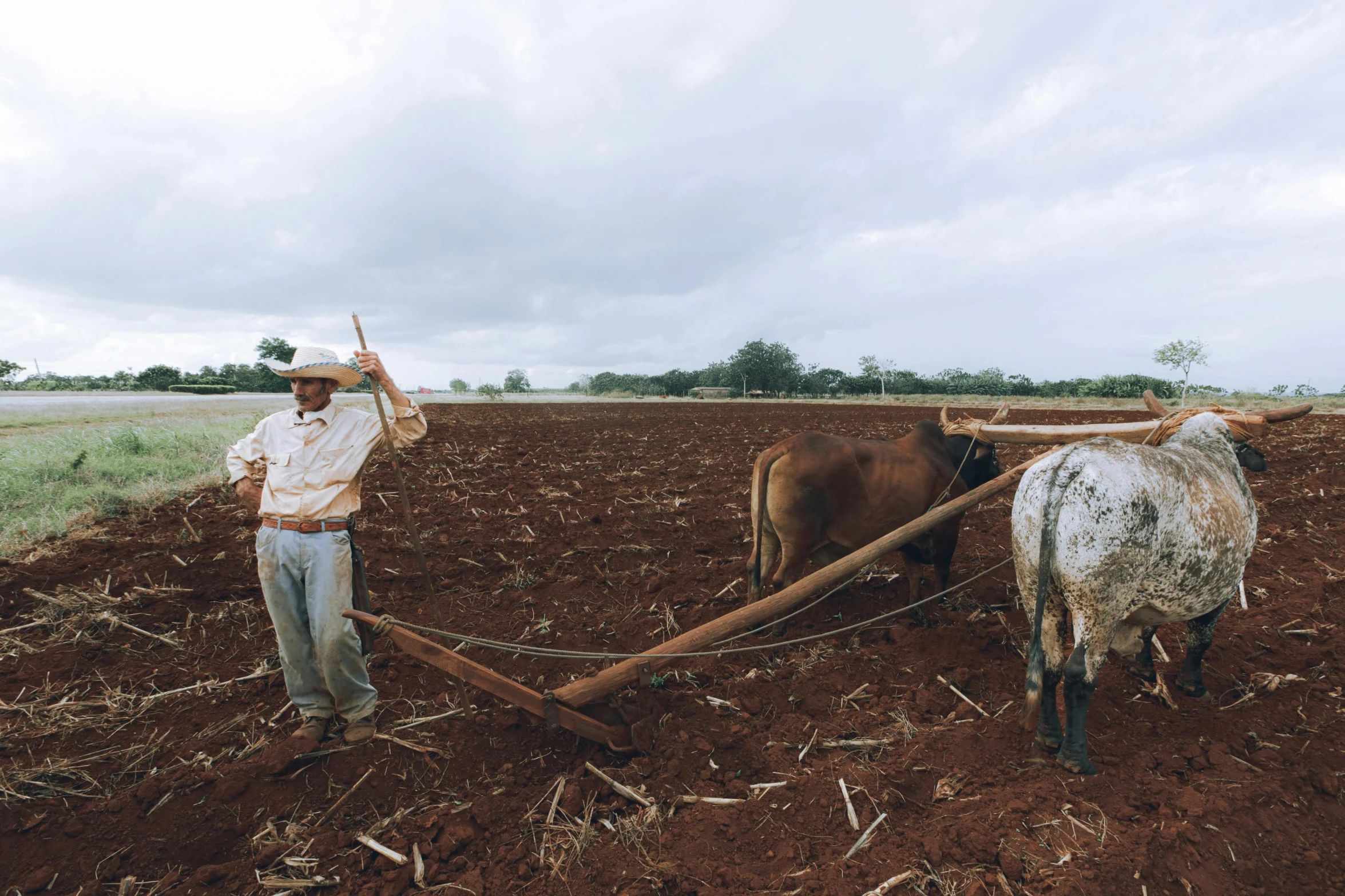 a man is plowing his field with three cattle