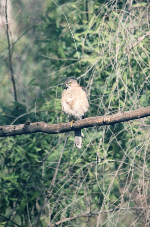 a bird is sitting on a thin nch in front of some trees