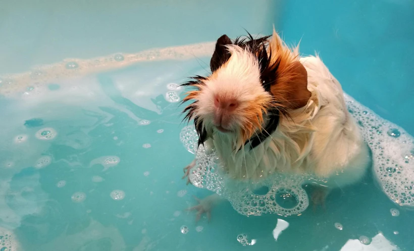 a wet dog in a pool with bubbles on the side