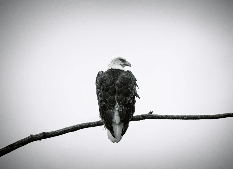 black and white pograph of a bald eagle sitting on a limb