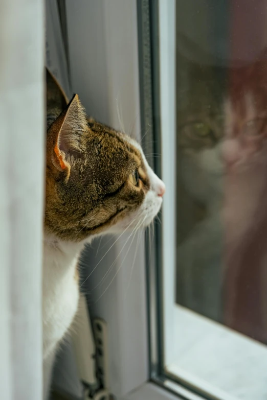 a brown and white cat looks out a window