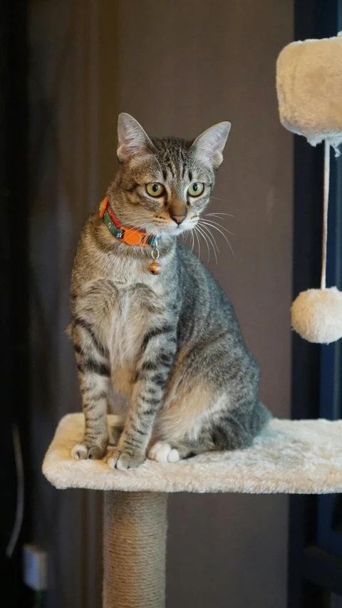 a grey cat sitting on top of a scratching pole