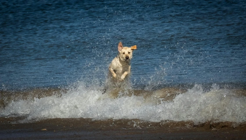 the dog is running into the ocean waves