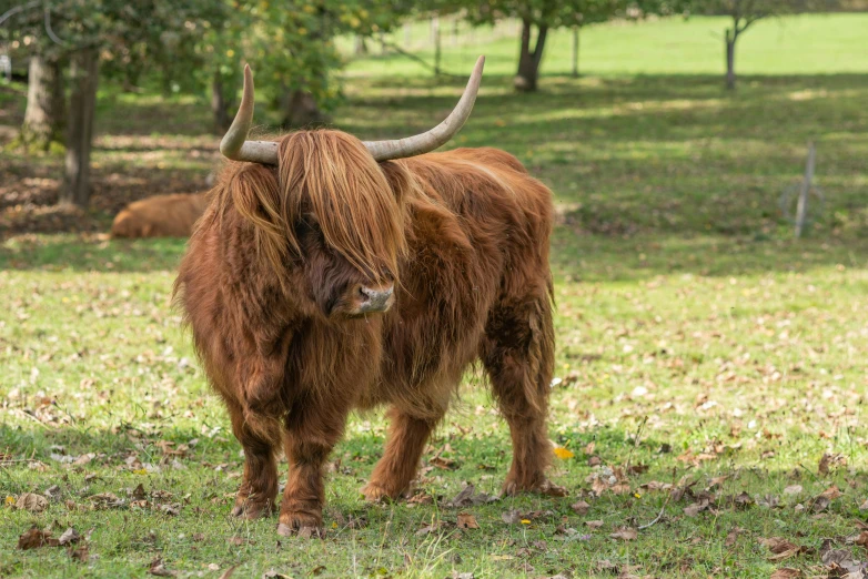 a big furry bull is in a field with other cows