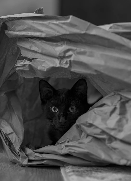 a cat peeking out from inside a bag