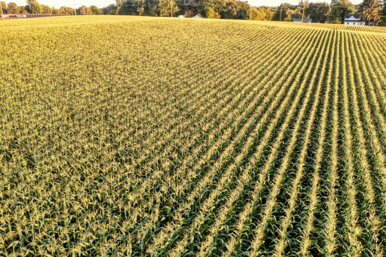 a field with a blue and yellow sky