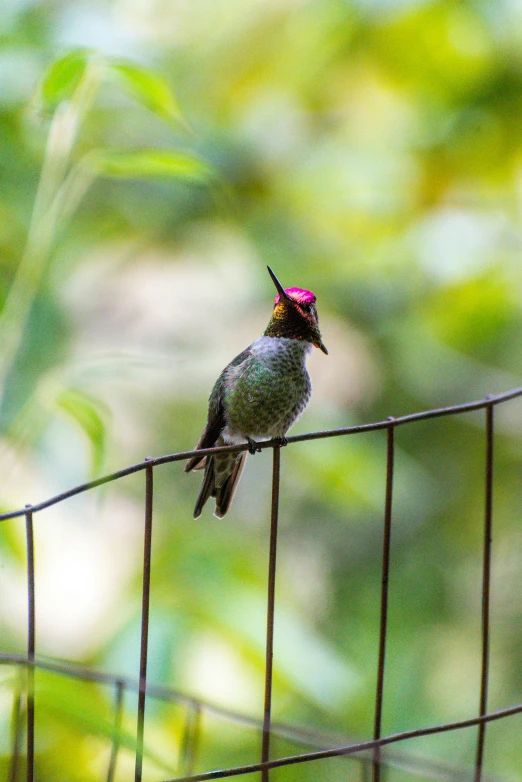 a small green bird with a black top on a wire fence