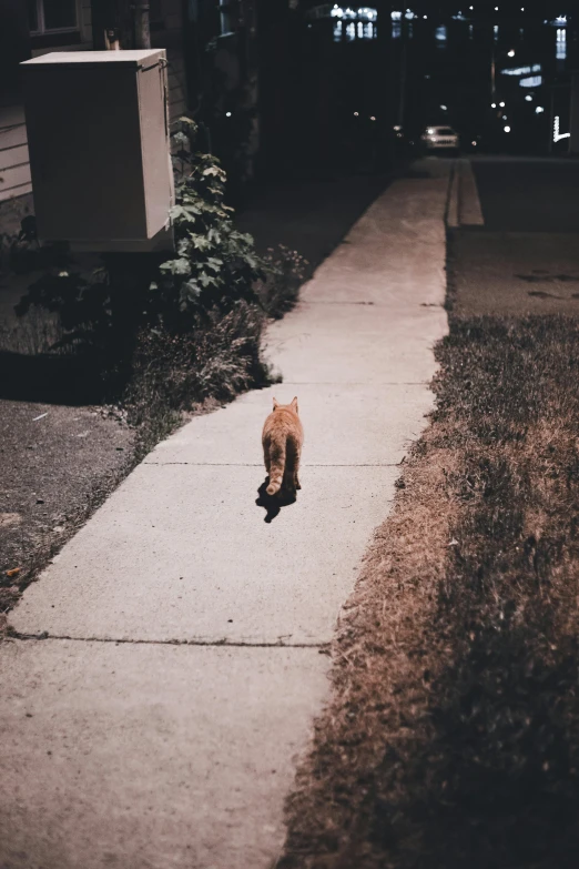 a cat walking down a sidewalk at night