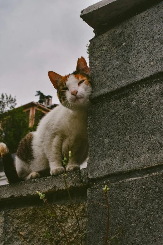 a cat that is sitting in the dirt