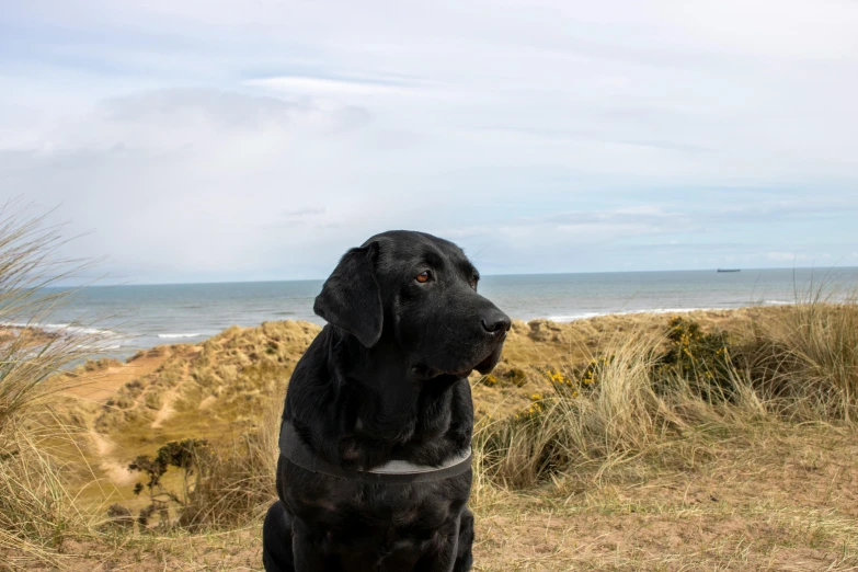 black lab sitting by an empty hill looking off to the left