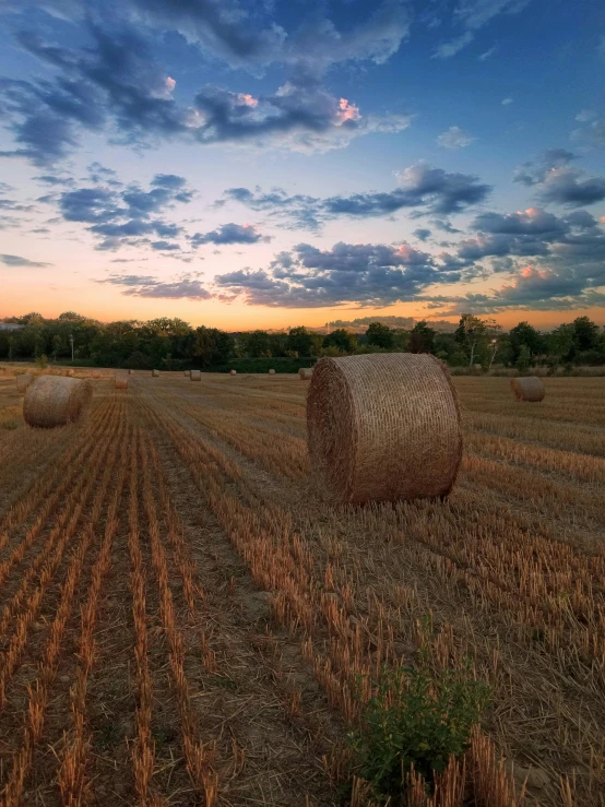 round bales of hay in a dry field during the sunset