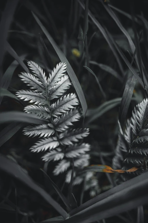 two white ferns are visible from the darkness