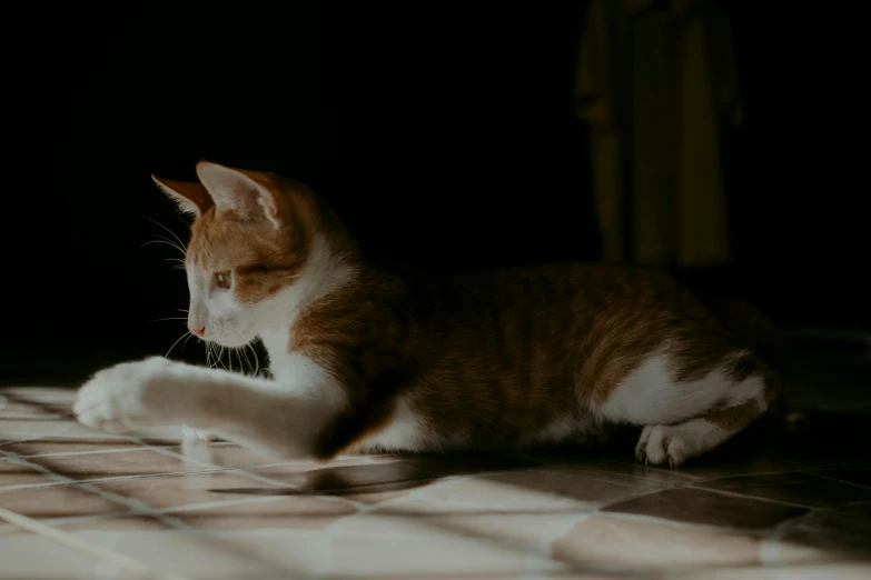 an orange and white cat is laying on the floor