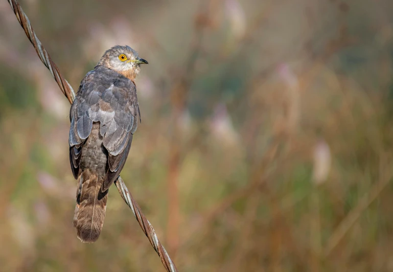 a small bird perched on a tree nch