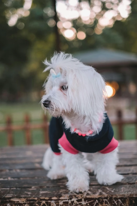 a white dog wearing a blue sweater and pink leash