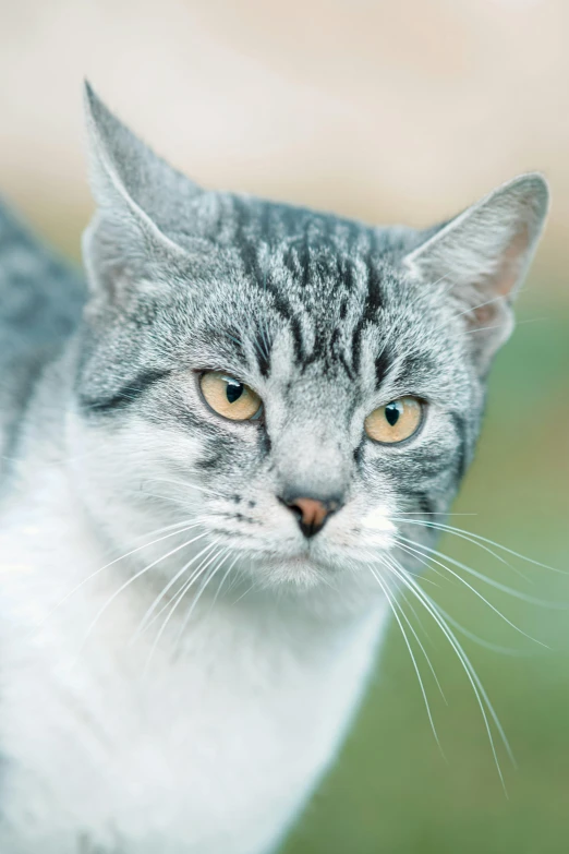 a cat that is sitting in the grass