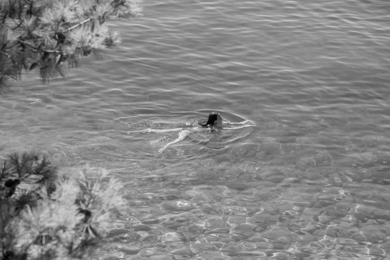 a dog swimming in the water near trees