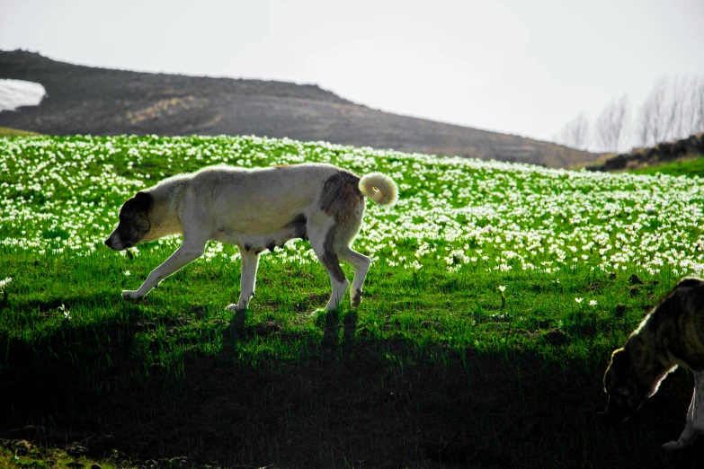 a big dog and a small dog in the field