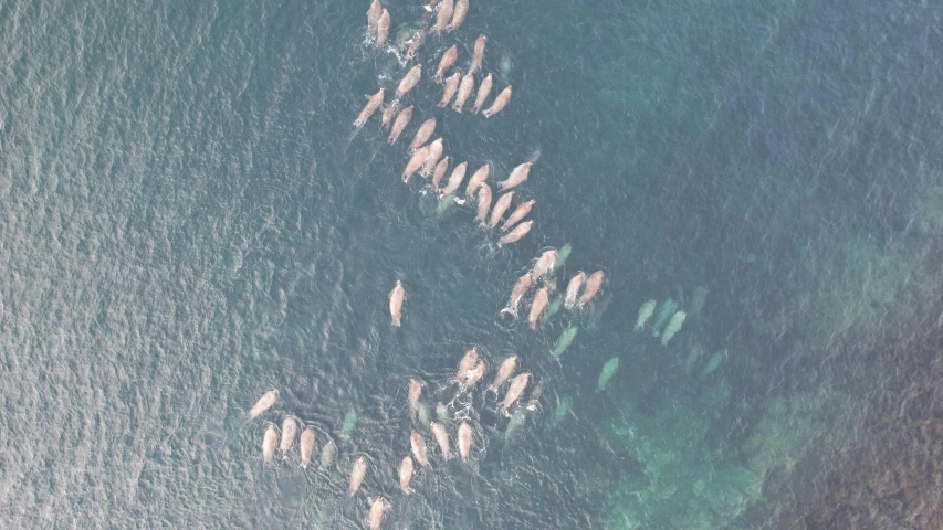 an overhead po of many elephants walking in the water