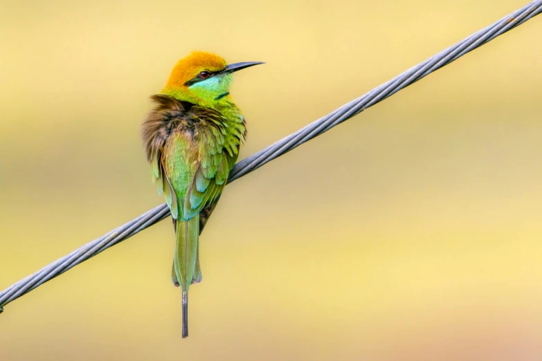 colorful bird sits on the thin wire and stares at the camera