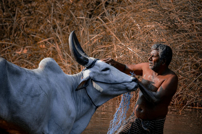 the man is giving his cow a bath