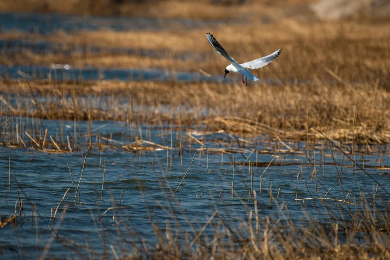 a bird flying low over a body of water