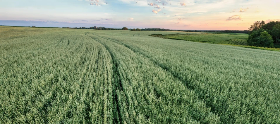 a field of crops at sunset with the sun going down