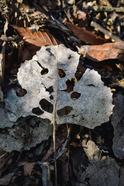 a leaf with brown leaves on the ground