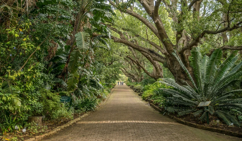 a long path with lush green vegetation on each side