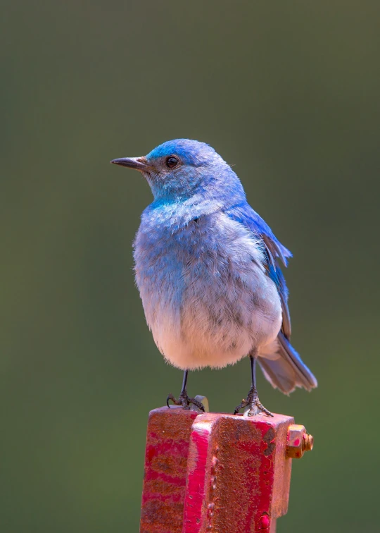 the bird is sitting on the red bars