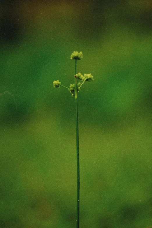 small green plant growing out of a pot