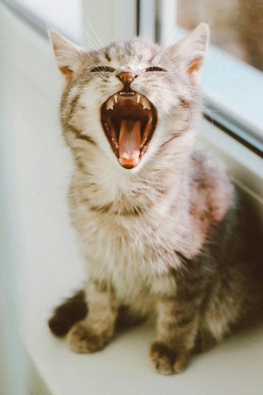 an image of a cat snarling through a window