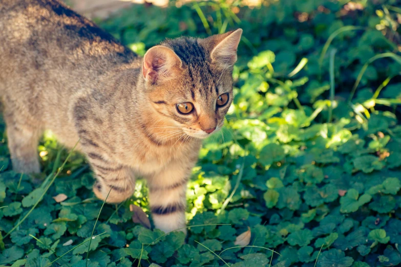 a cat standing on top of green grass