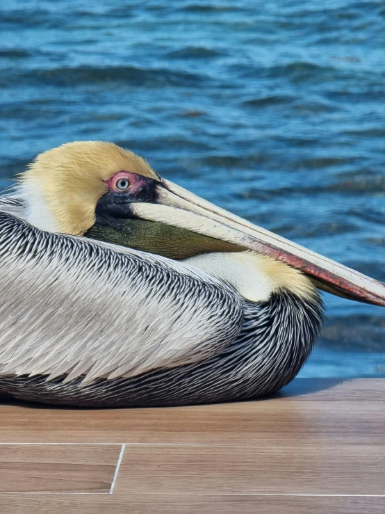 a brown pelican is on the dock with his head in the water