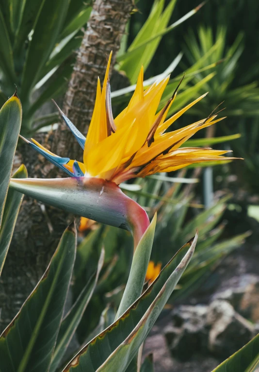 the large yellow bird of paradise plant has long stems and large yellow flowers