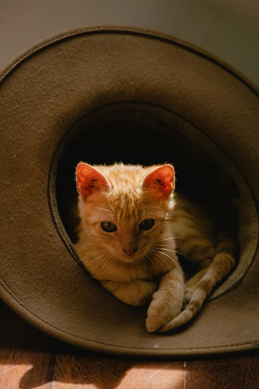 a small kitten is sitting in a gray hat