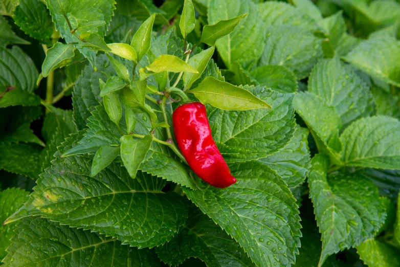 red  pepper surrounded by large leaves